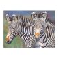 Royal and Langnickel Grevy's Zebra Paint by Numbers Set Image